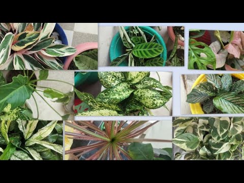 10 most beautiful hardy and easy to grow easy to maintain indoor plant jin ko apny gr  laga skte hn