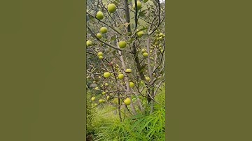 Presenting first video, glimpse of apple garden.