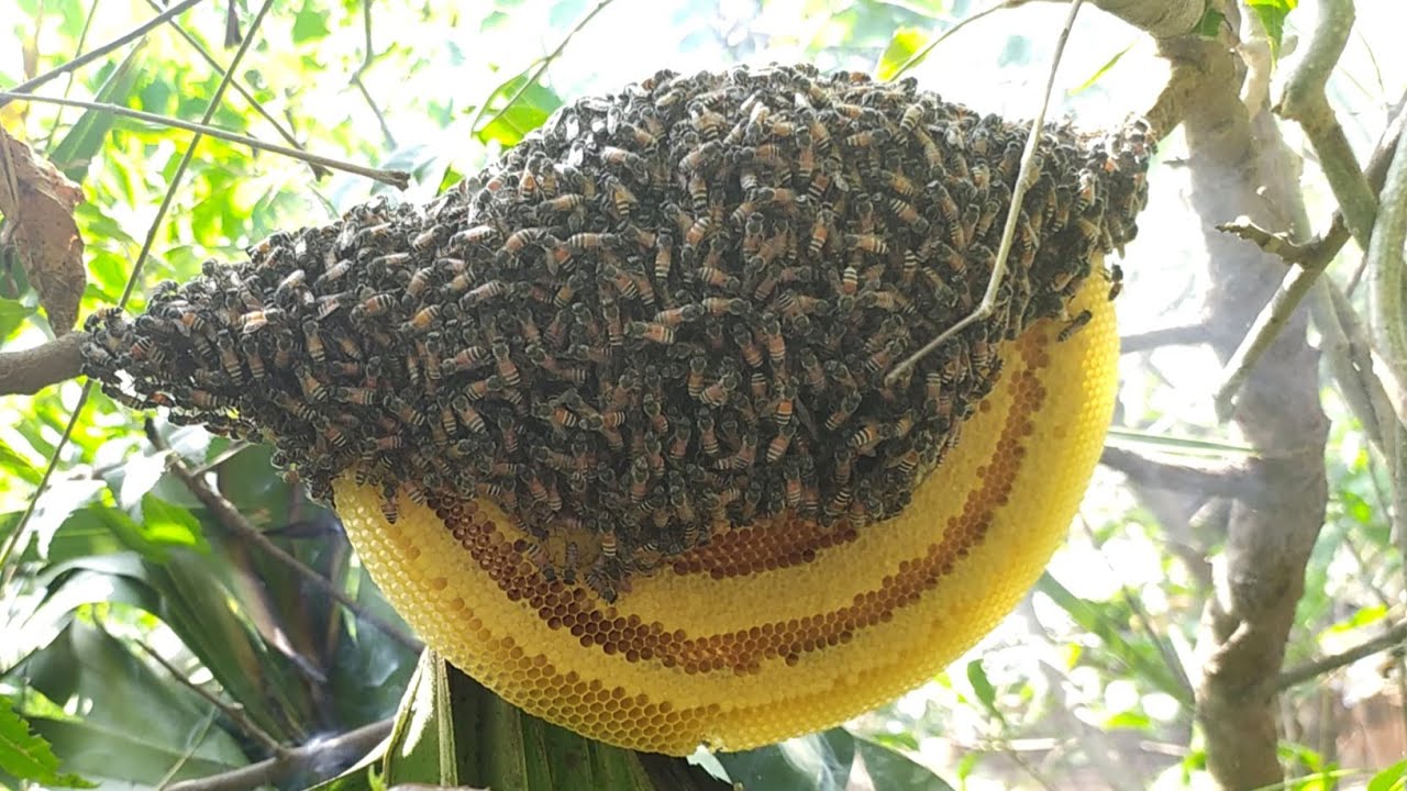 Natural Neem Honey destruction in my village | neem tree honey destruction | village style cooking