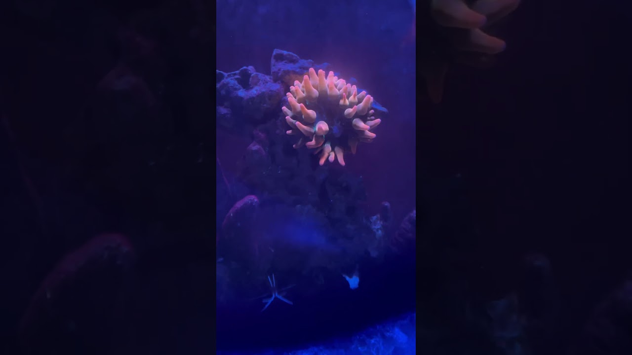 Anemona De Mar Urticante 