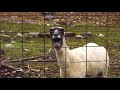Screaming Goat Ringtone With Free Download Link Screaming Goat Ringtone With Free Download Link