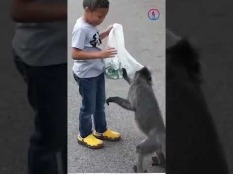 Видео: Будьте готовы ко встрече с обезьяной