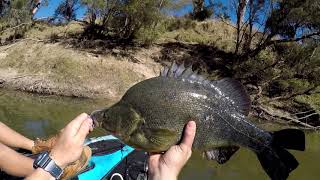 Murray Cod Trip ! Huge 54 cm YellowBelly Kayak Fishing The Dumaresq River !