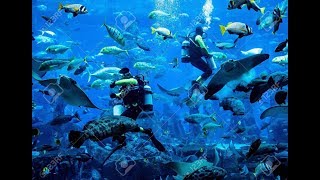 Atlantis dubai aquarium -
