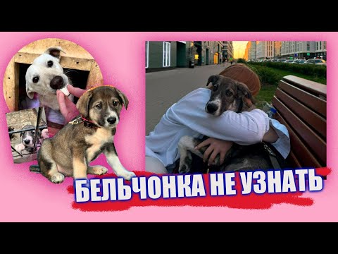 Бельчонка не узнать 😍 #потап #помощьбездомнымживотным #собакасисторией #семья