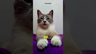 Mi humana me ha dado un ultimatum!  #comedia #gatito #gato #chistedegatos #humor #diverticats