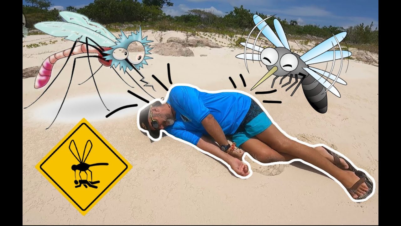 Agressé par l’insecte le plus dangereux au monde, dernière étape aux Bahamas. Là où tout à commencé
