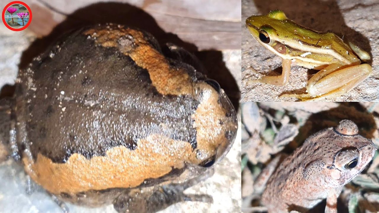 Capturing some skinny and fat frogs during the hot and dry season
