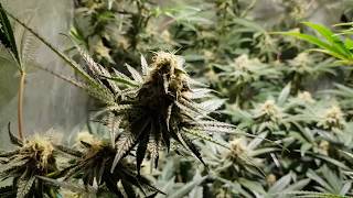 Sweet Zkittlez & Royal Gorilla Flower Update #5