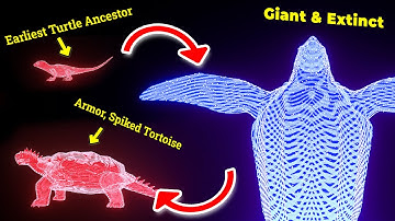 EVOLUTION of Turtle (& Tortoise) in 260,000,000 years【3D Hologram Animation】