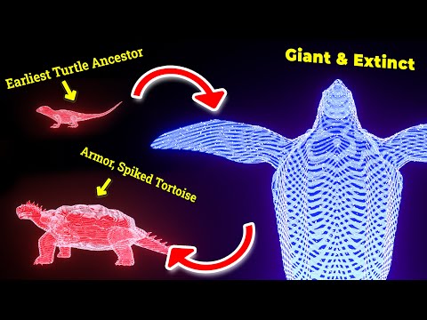 EVOLUTION Of Turtle Tortoise In 260 000 000 Years 3D Hologram Animation