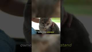To your cat you are not Human #Shorts #CatPsychology #CatBehavior #petbehavior #petpsychology