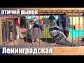 Птичий рынок. Ленинградская. Часть 1. [12.06.2022]