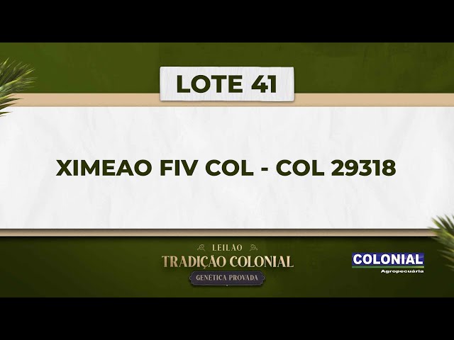 LOTE 41   COL 29318   XIMEAO FIV COL
