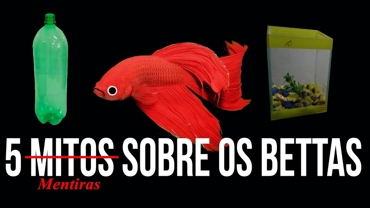 5 Mitos sobre o betta e beteiras