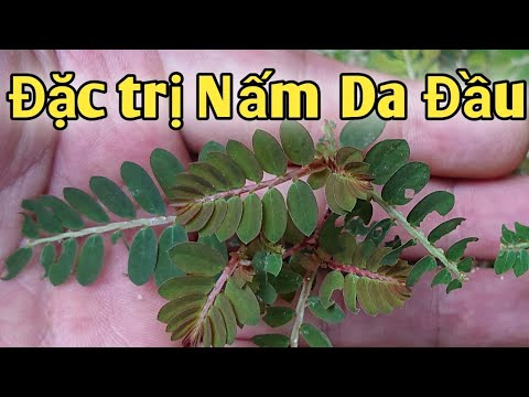 Bài thuốc đặc trị Nấm da đầu. PHAN HẢI channel