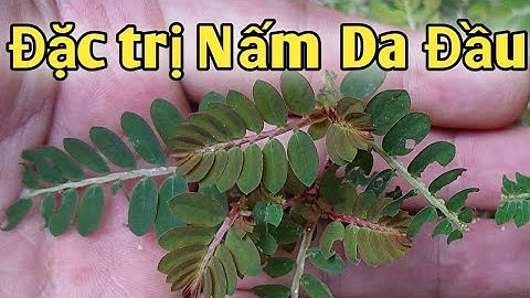 Bài thuốc đặc trị Nấm da đầu. PHAN HẢI channel