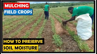 Farming in Zambia: How We Mulched Our Maize and Soya Beans Crops to Preserve Soil Moisture by Mondo Farms 3,682 views 2 months ago 14 minutes, 58 seconds