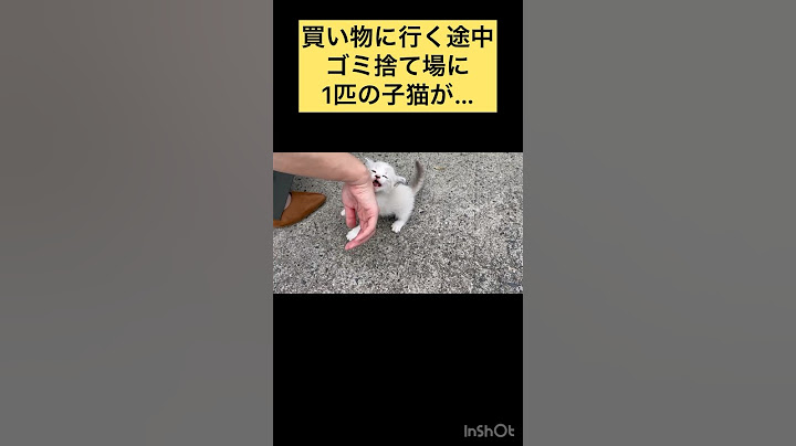買い物に行く途中、捨てられた子猫を見つけ保護しました。#お母さん猫いない#ゴミ捨て場#子猫#