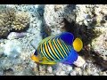 Maldive - Athuruga - Ari South - House Reef Snorkeling [ GoPro ]