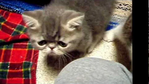 Watch the video about Ziakatz Max the Exotic Shorthaired Kitten is 7 weeks old