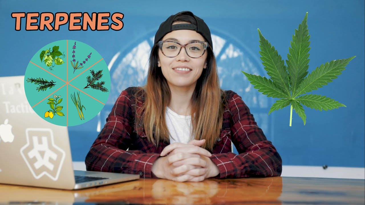 What Are Terpenes And Why Are They Beneficial To Us? Terpenes Explained