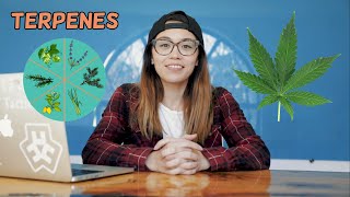 What Are Terpenes And Why Are They Beneficial To Us? Terpenes Explained
