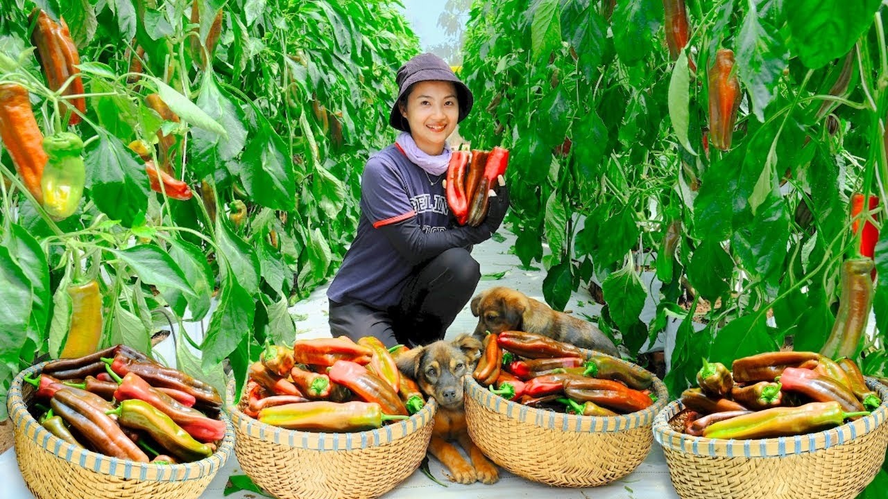 Harvesting Chocolate Chili Garden Goes To Market Sell - Make a Coconut leaf roof, Cooking