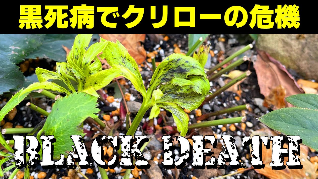 バカ息子と親バカ クリスマスローズ 追加分 Approximately 1,000 Christmas roses are in danger. What can be