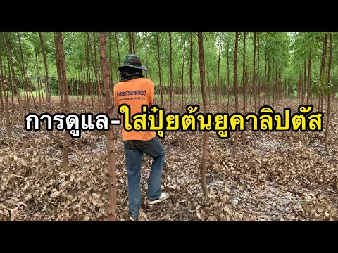 วีดีโอ: ข้อมูลต้นยูคาลิปตัส: วิธีดูแลต้นยูคาลิปตัส