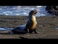 Galapagos, Celebrity Xpedition Cruise