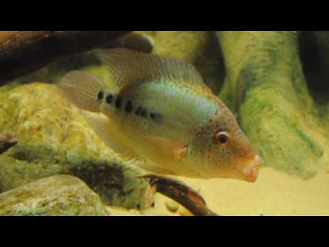 Herichthys deppi