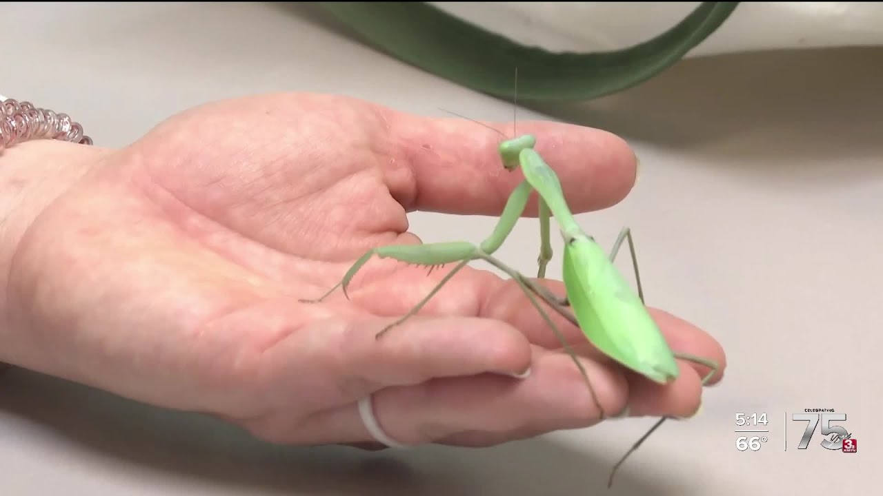 Zach at the Zoo: Giant Asian Mantis