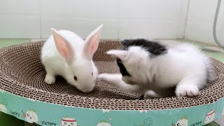 When A Kitten Meets A Bunny For The First Time