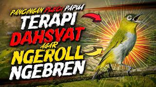 Edan! Pancingan Pleci Papua | WIKSAR, NGEBREN, NGEROL