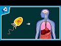 Major Evolutionary Transitions Quiz