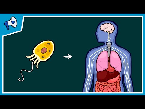 What Caused Life's Major Evolutionary Transitions?