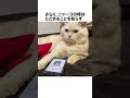 元野良ボス猫ニャーゴ伝説③
