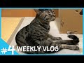 これぞ本物の猫背┆トワは全方位に構ってほしいのです【VLOG#4】