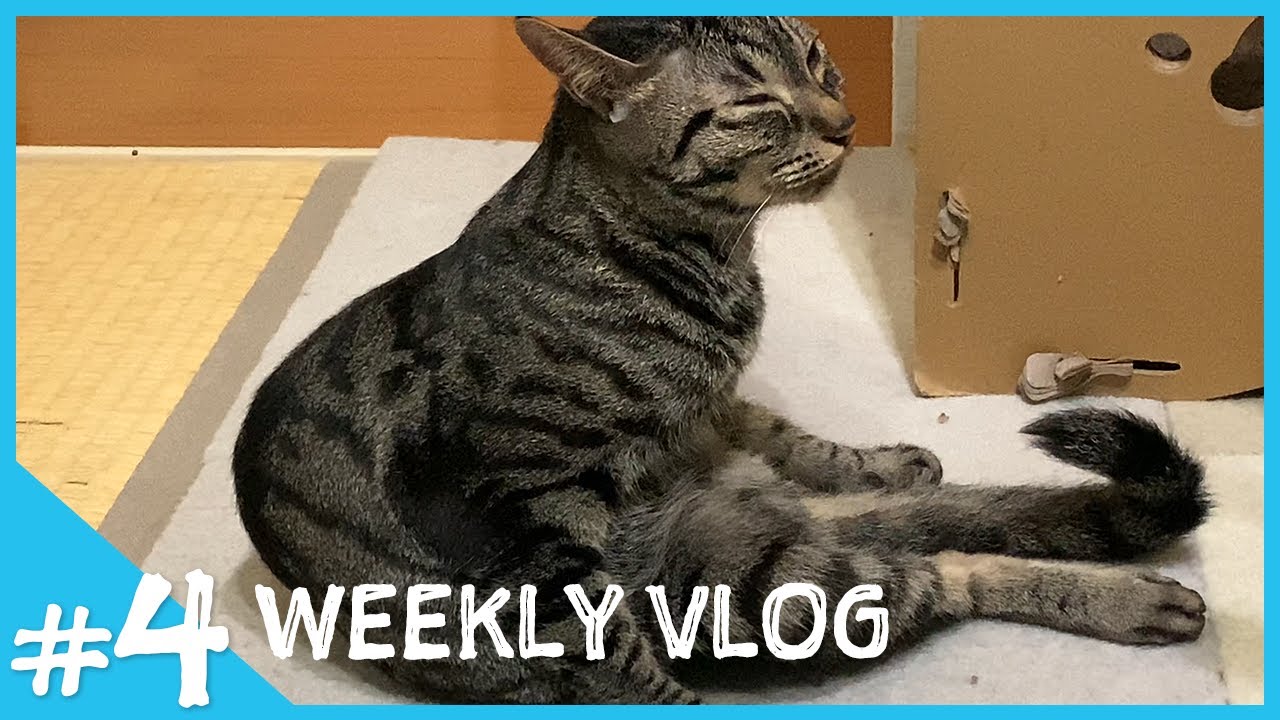 これぞ本物の猫背┆トワは全方位に構ってほしいのです【VLOG#4】