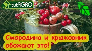 ЧТОБЫ СМОРОДИНА БЫЛА РАЗМЕРОМ С ВИШНЮ, сделайте это в саду. Крупная смородина даже на старых кустах. Видео: ЧТОБЫ СМОРОДИНА БЫЛА РАЗМЕРОМ С ВИШНЮ, сделайте это в саду. Крупная смородина даже на старых кустах.