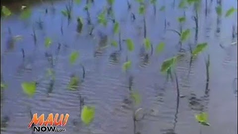 Historic Release – Water to Flow at Multiple East Maui Streams