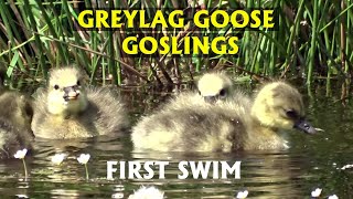 Greylag goose goslings first swim. PART 26