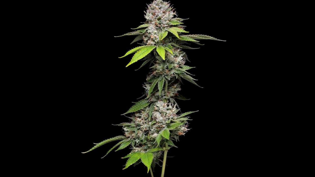 360 degree view of Dogwalker OG