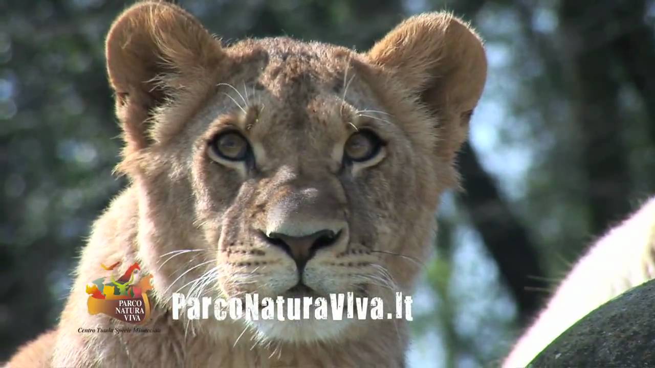 Parco Natura Viva: il video ufficiale - YouTube