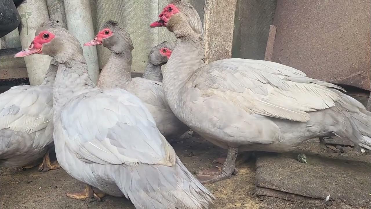 Мускусна качка важкої німецької лінії СВІТЛЕ СРІБЛО! Інкубаційне яйце ...