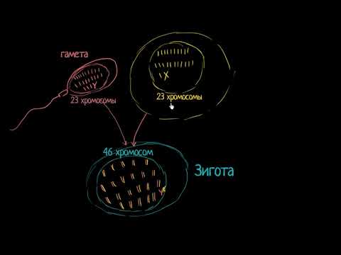 Терминология оплодотворения (видео 1)| Деление Клетки | Биология