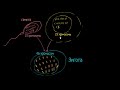 Терминология оплодотворения (видео 1)| Деление Клетки | Биология
