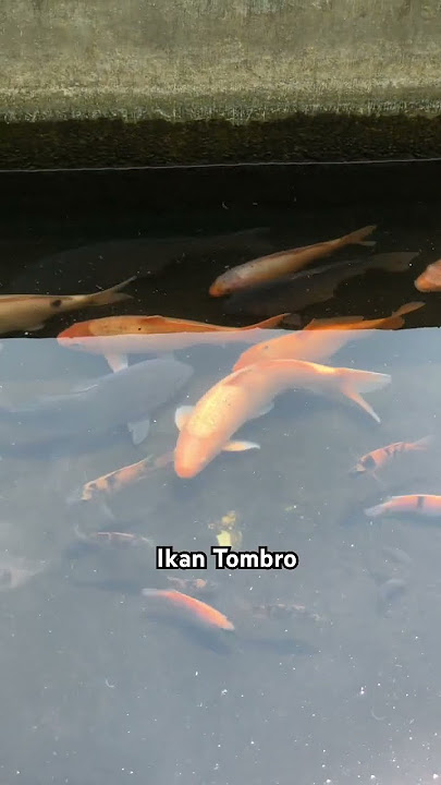 Ikan Tombro #ikan