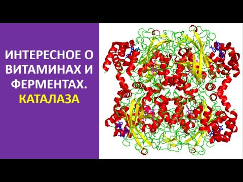 21. Интересное о витаминах и ферментах. Каталаза